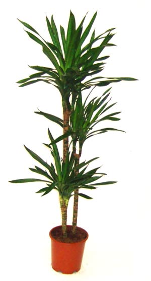 RIKKI PLANT